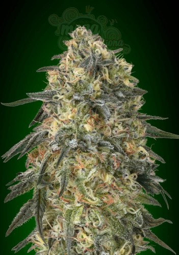 00 SEEDS BANK - Gorilla Fast
