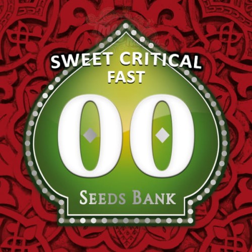 00 SEEDS BANK - Sweet Critical Fast
