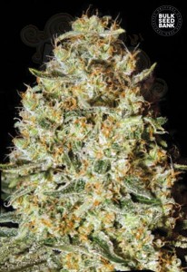 BULK SEED BANK - Nepal Gold