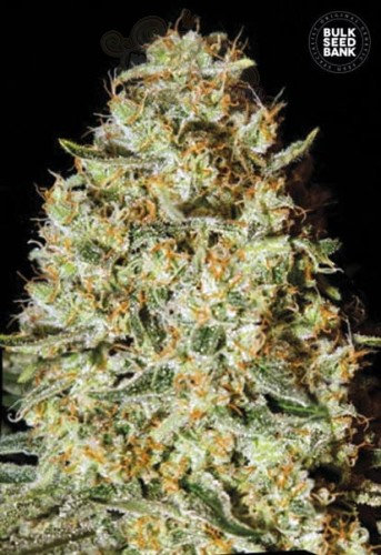 BULK SEED BANK - Nepal Gold