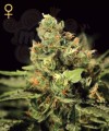 GREEN HOUSE SEEDS - Big Bang Autoflowering