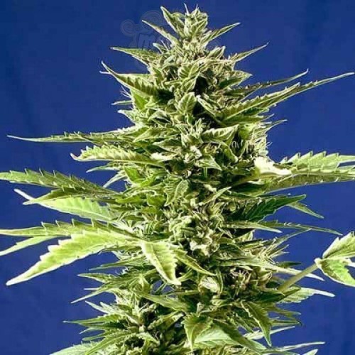 POSITRONICS - Jack Diesel Express