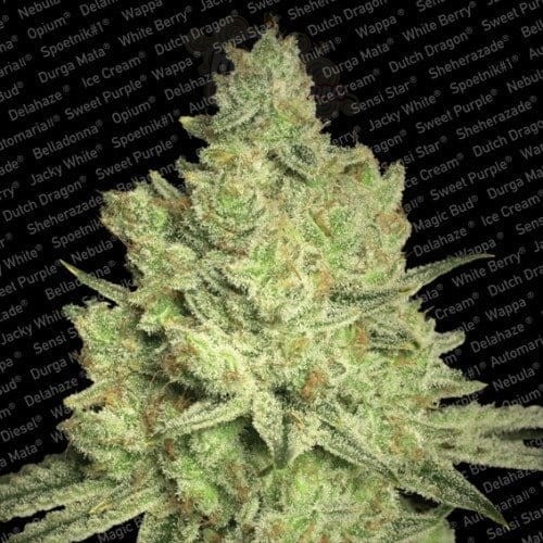 PARADISE SEEDS - Jacky White