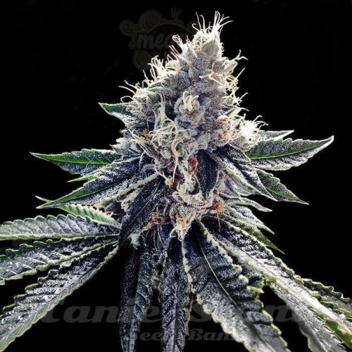 DNA GENETICS - Sour Kosher