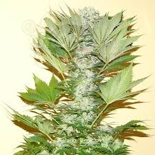 NIRVANA - Misty Kush