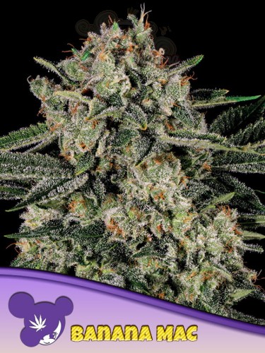 Anesia Seeds - Banana MAC