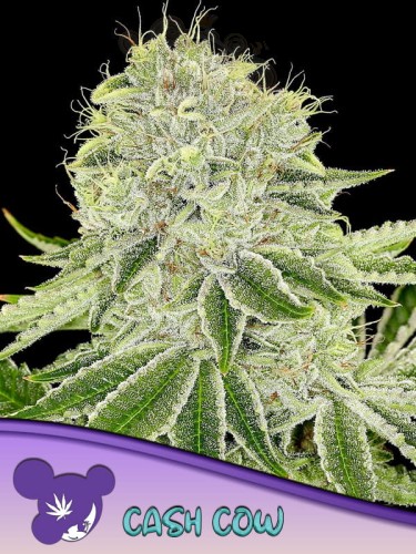 Anesia Seeds - Cash Cow