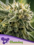 Anesia Seeds - Chemdog