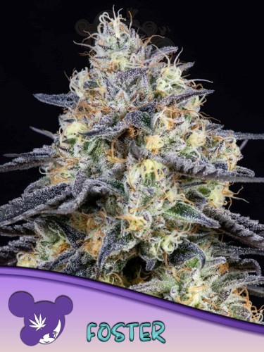 Anesia Seeds - Foster