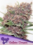 Anesia Seeds - Gelato Dream