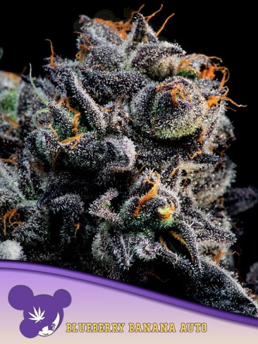 Anesia Seeds - Auto Blueberry Banana