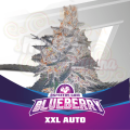 BSF SEEDS - Blueberry XXL Auto