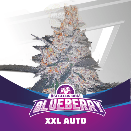 BSF SEEDS - Blueberry XXL Auto