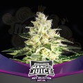 BSF Seeds - Mango Juice