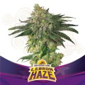BSF SEEDS - Lebron Haze