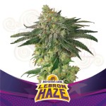 BSF SEEDS - Lebron Haze