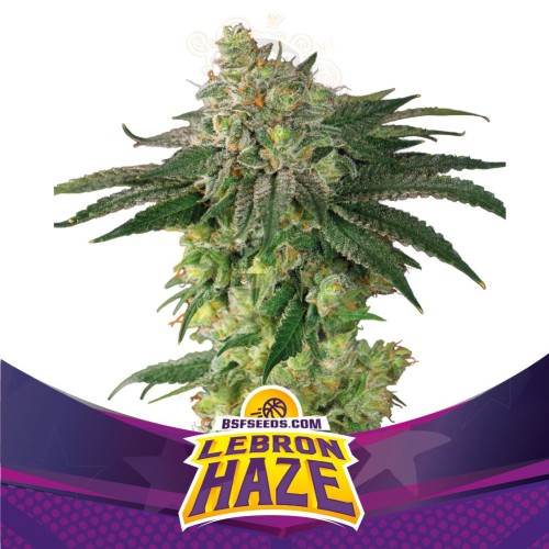 BSF SEEDS - Lebron Haze