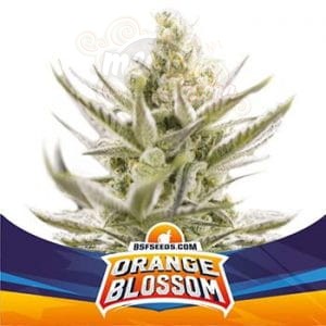 BSF Seeds - Orange Blossom XXL Auto