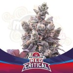 BSF Seeds - Red Critical Auto
