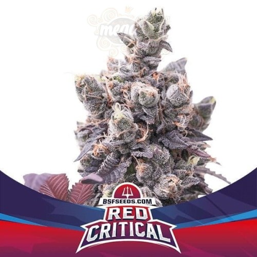 BSF Seeds - Red Critical Auto
