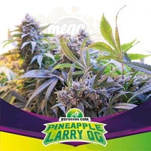 BSF Seeds - Pineapple Larry OG