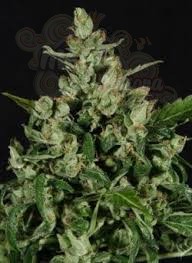 CBD Seeds -  Auto Widow