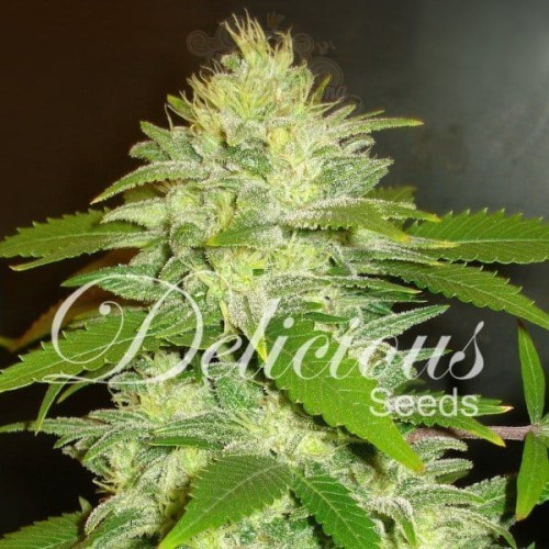 DELICOUS SEEDS - La Musa