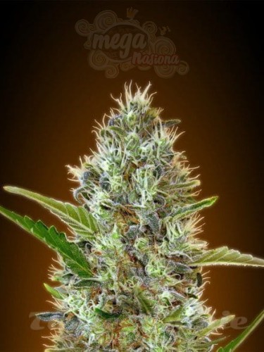 ADVANCED SEEDS - Auto Somango