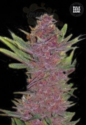 BULK SEED BANK - Auto Purple Glam Kush