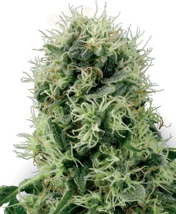 WHITE LABEL - Pure Power Plant