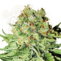 Northern Light Auto