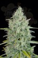 DINAFEM - Critical Jack 5szt