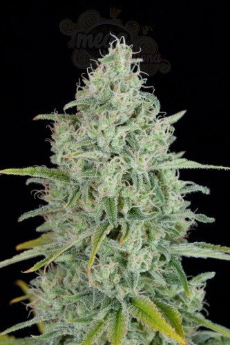 DINAFEM - Critical Jack 5szt