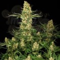 PARADISE SEEDS - Wappa