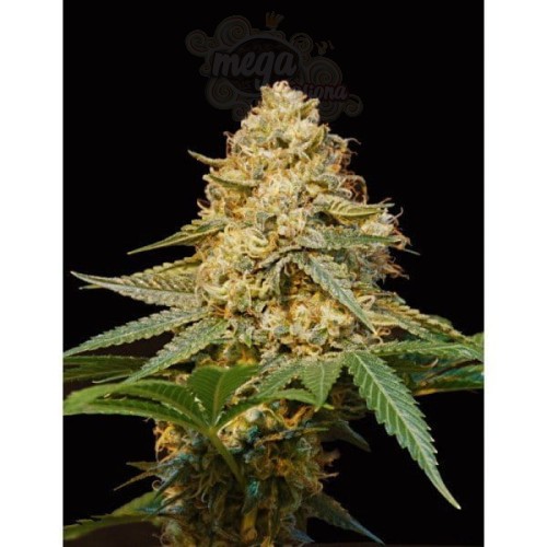 DNA GENETICS - LA Silver