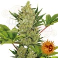 Barney’s Farm - Blueberry Cheese Auto