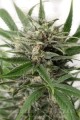 DINAFEM - Blue Amnesia XXL Auto