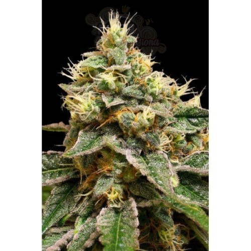 DNA GENETICS - OG LA Affie