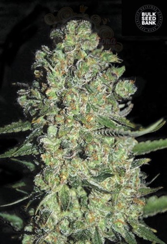 BULK SEED BANK - Auto Chronical