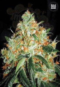 BULK SEED BANK - Original Orange Bud