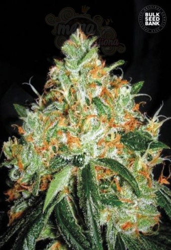 BULK SEED BANK - Original Orange Bud