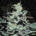 PARADISE SEEDS - Nebula