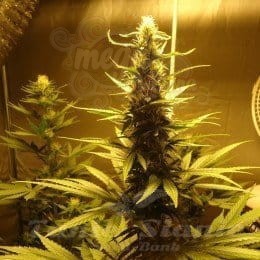 NIRVANA - AK 48