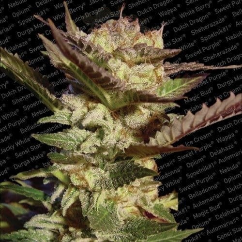 PARADISE SEEDS - Durga Mata