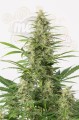 DINAFEM - Sour Diesel Autoflowering