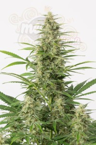 DINAFEM - Sour Diesel Autoflowering