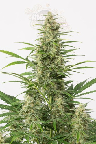 DINAFEM - Sour Diesel Autoflowering