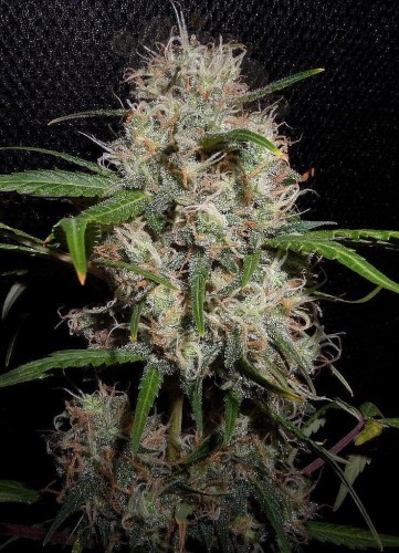 Durban Poison Auto