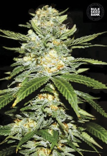 BULK SEED BANK - Auto Perfect Power Plant