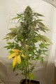 DINAFEM - White Widow Autoflowering